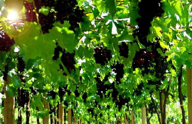 Khao Yai Instagram and Food & Wine Tour - Foto 3